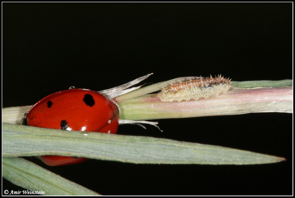 Diptera d''Israele for ID